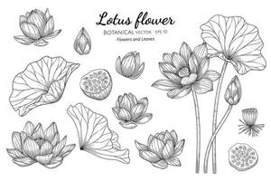 conjunto de flor de loto y hoja ilustración botánica dibujada a mano con arte lineal sobre fondos blancos vector