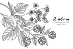 Raspberry hand drawn botanical illustration with line art on white background vector