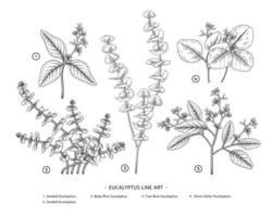 Element of Eucalyptus hand drawn botanical illustrations. vector