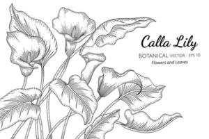 Calla Lily flower and leaf hand drawn botanical illustration with line art on white background vector