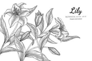 Lily flower and leaf hand drawn botanical illustration with line art on white background vector