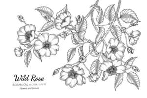 Wild rose flower and leaf hand drawn botanical illustration with line art on white background vector