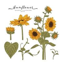 Sunflower Highly-detailed drawings. vector