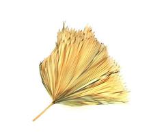 Dry palm leaf on white background photo