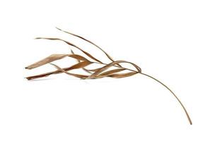 Dry palm leaf on white photo