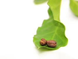 Coffee beans and leaves photo