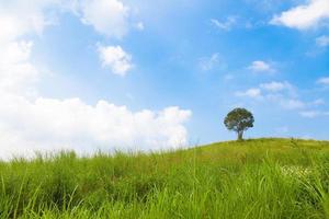 Tree on the hill photo