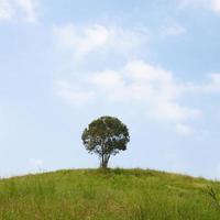 solo árbol en una colina foto