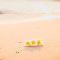 Flower on the sand on the beach photo