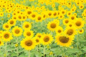 Sunflowers on the field photo