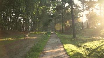 ein Schaf am Rande des Weges in einem Wald video