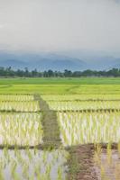 granja de arroz en tailandia