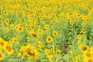 Sunflower filed in Thailand photo