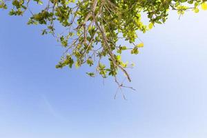 Branches of a tree photo