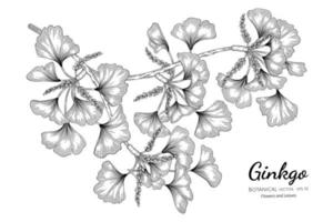 Ginkgo hand drawn botanical illustration with line art on white background vector