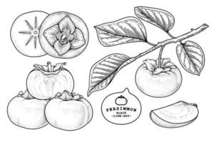 Set of fuyu persimmon fruit hand drawn elements botanical illustration vector