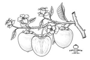 Set of hachiya persimmon fruit hand drawn elements botanical illustration vector