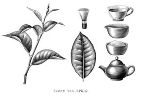 Colección de té verde dibujo a mano alzada, estilo de grabado, arte en blanco y negro aislado sobre fondo blanco. vector