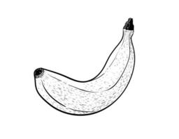 Banana fruit black line drawing on a white background. vector