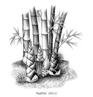 Botanical of bamboo shoots hand drawing vintage style black and white art isolated on white background