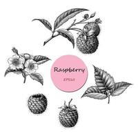Raspberry fruit botanical collection hand draw vintage style black and white art isolated on white background