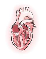 imagen de corazón con 4 cámaras y arterias vector