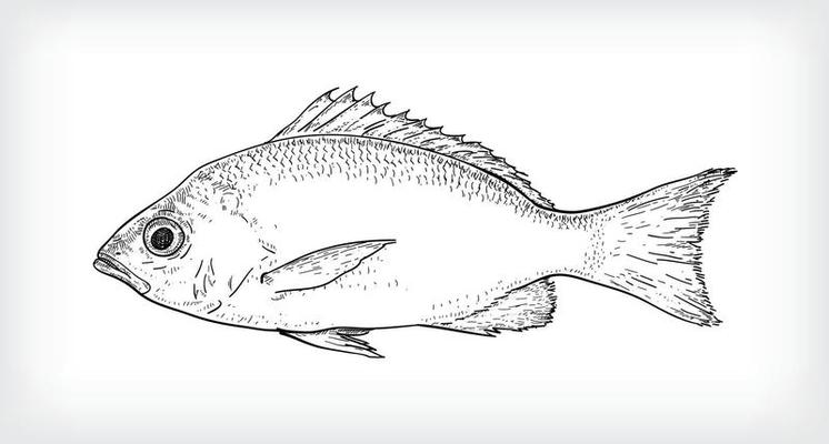 Fish Vector Art, Icons, and Graphics for Free Download
