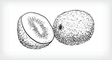 Black line drawing of whole ripe kiwi fruit and half kiwi fruit. vector