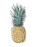 Hand drawn pineapple vector