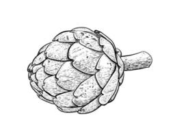 Artichoke line drawing on white background vector