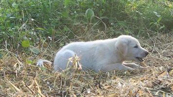 cachorro branco mastigando comida no campo