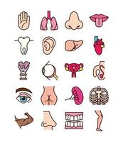Conjunto de iconos de órganos y partes del cuerpo educativo vector