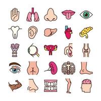 Conjunto de iconos de órganos y partes del cuerpo educativo vector