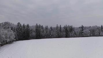 drönare fallande bland snövitt träd i 4k video