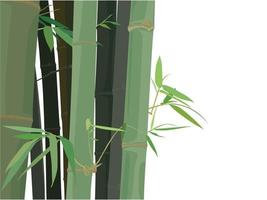 Bamboo Background on illustration graphic vector