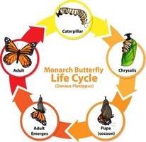 diagrama que muestra el ciclo de vida de la mariposa vector