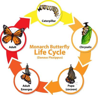 Butterfly Life Cycle Vector Art, Icons, and Graphics for Free Download