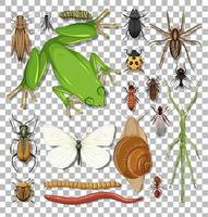 Set of different insects vector