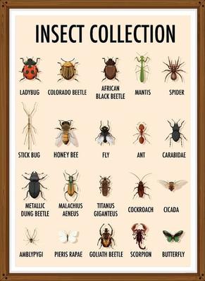 Set of insect collection in wooden frame