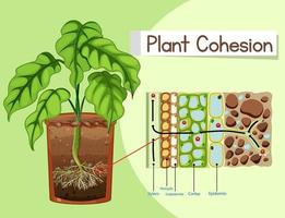 diagrama que muestra la cohesión vegetal vector