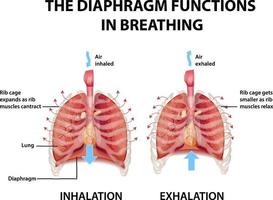 The diaphragm functions in breathing vector