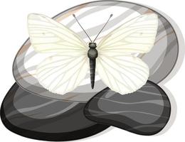 Top view of butterfly on a stone on white background vector