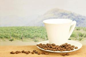 Coffee beans in front of field photo