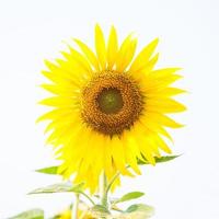 Sunflower on a field photo