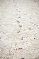 Footprints in the sand on the beach photo