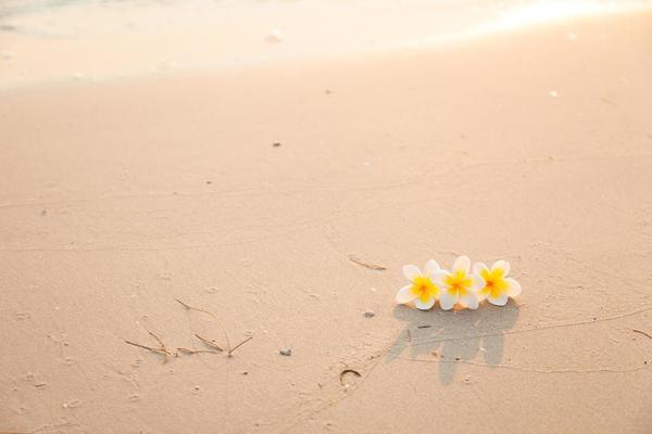 Top view essential oils and plumeria flower on a sandy beach. Stock Photo  by aleeenot