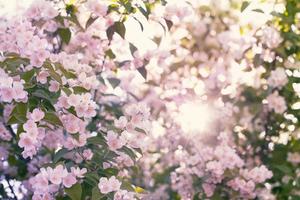 Blooming apple tree photo