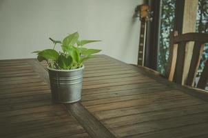 pothos cortando sobre una mesa foto