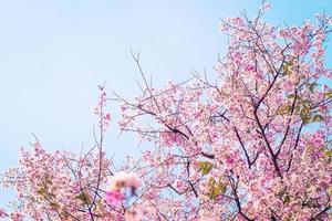 Pink cherry blossom photo