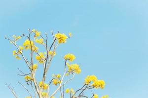 Yellow flowers with a blue sky photo